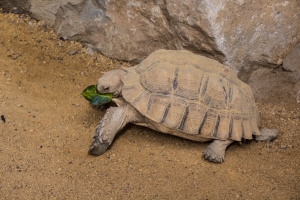 Tortue africaine